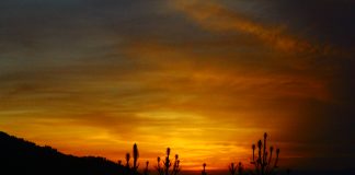 Dönencede Sayhalar: Haziran – 2023 (1)