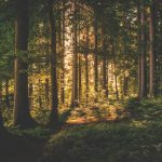 bosque-libros_NoticiaAmpliada